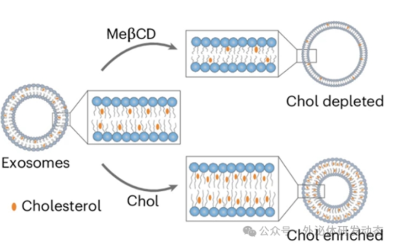 同胆固醇含量外泌体的制备及理化表征